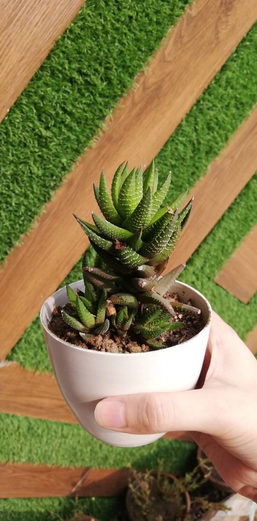 Haworthia IMG # 1