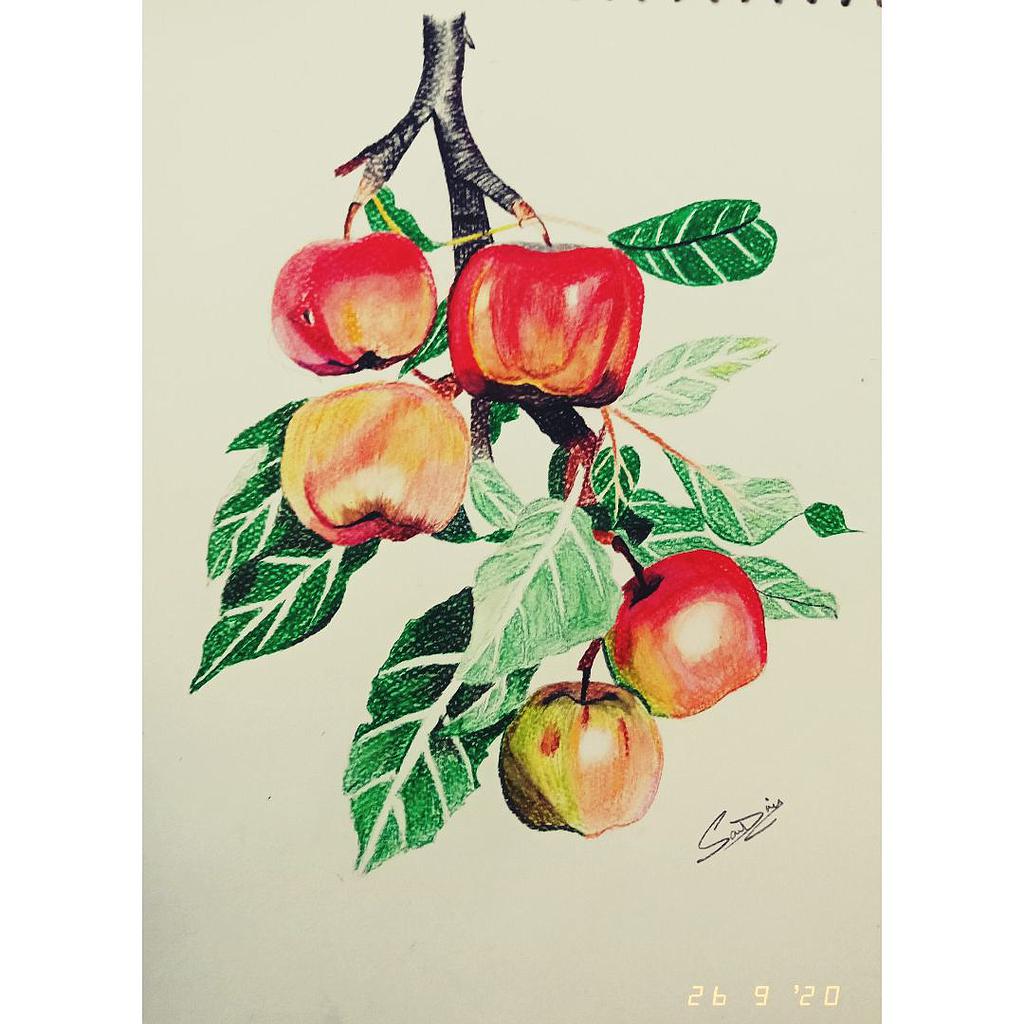 Apples made with pencil colours