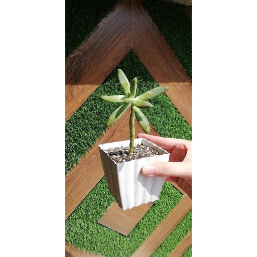 [PKAAAA-HM-PLN-008975] Succulent